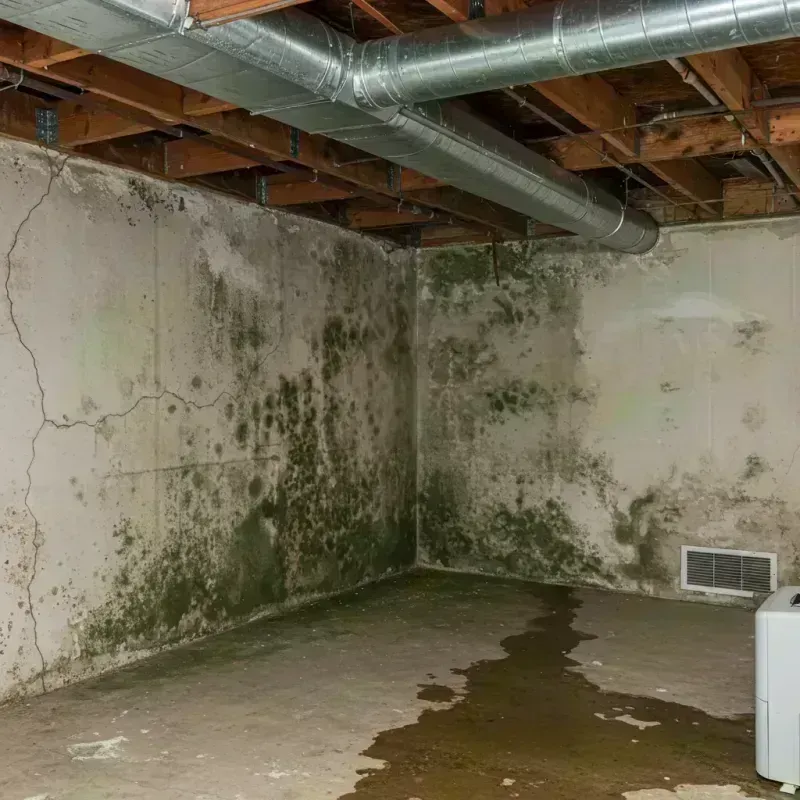 Professional Mold Removal in Lincolnwood, IL